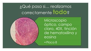 ¿Qué pasa si… realizamos
correctamente todo?
Microscopio
óptico, campo
claro, 40X, tinción
de hematoxilina y
eosina
•Placa 8
 