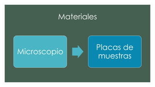 Materiales
Microscopio
Placas de
muestras
 