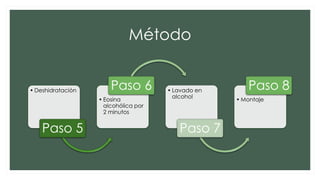 Método
• Deshidratación
Paso 5
• Eosina
alcohólica por
2 minutos
Paso 6 • Lavado en
alcohol
Paso 7
• Montaje
Paso 8
 