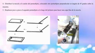 4. Distribuir la mezcla a lo ancho del portaobjeto, colocando otro portaobjeto perpendicular en ángulo de 45 grados sobre la 
muestra. 
5. Desplazar poco a poco el segundo portaobjeto a lo largo del primero para hacer una capa fina de la mezcla. 
 
