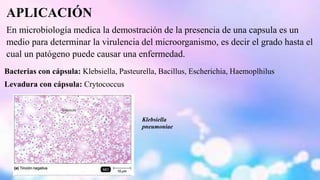 APLICACIÓN 
En microbiología medica la demostración de la presencia de una capsula es un 
medio para determinar la virulencia del microorganismo, es decir el grado hasta el 
cual un patógeno puede causar una enfermedad. 
Bacterias con cápsula: Klebsiella, Pasteurella, Bacillus, Escherichia, Haemoplhilus 
Levadura con cápsula: Crytococcus 
Klebsiella 
pneumoniae 
 