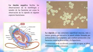 La tinción negativa facilita las 
observaciones de la morfología y 
tamaño de las bacterias así como la 
observación de la cápsula en algunas 
especies bacterianas. 
La cápsula es una estructura superficial mucosa, más o 
menos gruesa que envuelve la pared celular formada por 
polisacáridos o polipéptidos, que confiere protección a las 
bacterias contra la desecación y la fagocitosis. 
A consecuencia de su elevado contenido en agua, se tiñen 
débilmente por los colorantes. 
 