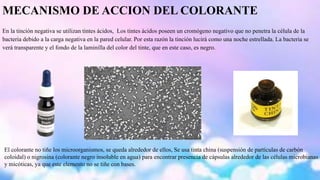 MECANISMO DE ACCION DEL COLORANTE 
En la tinción negativa se utilizan tintes ácidos, Los tintes ácidos poseen un cromógeno negativo que no penetra la célula de la 
bacteria debido a la carga negativa en la pared celular. Por esta razón la tinción lucirá como una noche estrellada. La bacteria se 
verá transparente y el fondo de la laminilla del color del tinte, que en este caso, es negro. 
El colorante no tiñe los microorganismos, se queda alrededor de ellos, Se usa tinta china (suspensión de partículas de carbón 
coloidal) o nigrosina (colorante negro insoluble en agua) para encontrar presencia de cápsulas alrededor de las células microbianas 
y micóticas, ya que este elemento no se tiñe con bases. 
 