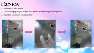 TÉCNICA 
1. Esterilizar el asa y enfriarla 
2. Colocar una pequeña gota de agua en el extremo de un portaobjetos desengrasado 
3. Esterilizar nuevamente el asa y enfriarla 
 