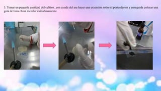 3. Tomar un pequeña cantidad del cultivo , con ayuda del asa hacer una extensión sobre el portaobjetos y enseguida colocar una 
gota de tinta china mezclar cuidadosamente. 
 