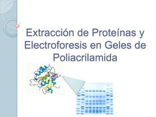 Extracción de Proteínas y Electroforesis en Geles de Poliacrilamida 