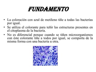 FUNDAMENTO
• La coloración con azul de metileno tiñe a todas las bacterias
  por igual.
• Se utiliza el colorante para teñir las estructuras presentes en
  el citoplasma de la bacteria.
• No es diferencial porque cuando se tiñen microorganismos
  con éste colorante tiñe a todos por igual, se comporta de la
  misma forma con una bacteria u otra.
 