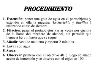 PROCEDIMIENTO
1. Extensión: poner una gota de agua en el portaobjetos y
   extender en ella la muestra (Escherichia y Bacillus )
   utilizando el asa de siembra.
2. Fijación: pasar el portaobjetos varias veces por encima
   de la llama del mechero de alcohol, sin permitir que
   llegue a hervir, hasta que se seque.
3. Añadir Azul de metileno y esperar 2 minutos.
4. Lavar con agua
5. Secar.
6. Observar primero con el objetivo 40 ; luego se añade
   aceite de inmersión y se observa con el objetivo 100 .
 