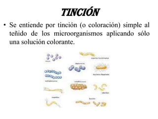 Tinción
• Se entiende por tinción (o coloración) simple al
  teñido de los microorganismos aplicando sólo
  una solución colorante.
 