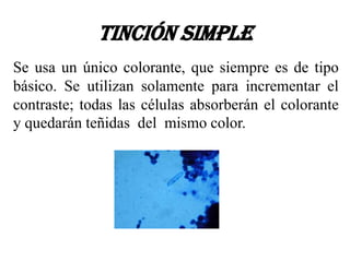 Tinción simple
Se usa un único colorante, que siempre es de tipo
básico. Se utilizan solamente para incrementar el
contraste; todas las células absorberán el colorante
y quedarán teñidas del mismo color.
 