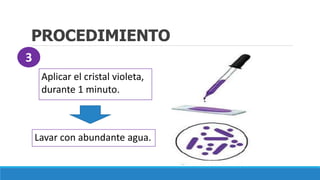 PROCEDIMIENTO
Aplicar el cristal violeta,
durante 1 minuto.
Lavar con abundante agua.
3
 