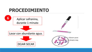 PROCEDIMIENTO
Aplicar safranina,
durante 1 minuto
Lavar con abundante agua.
6
DEJAR SECAR
 