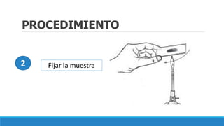 PROCEDIMIENTO
Fijar la muestra2
 