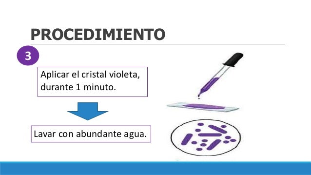 Tincion de gram