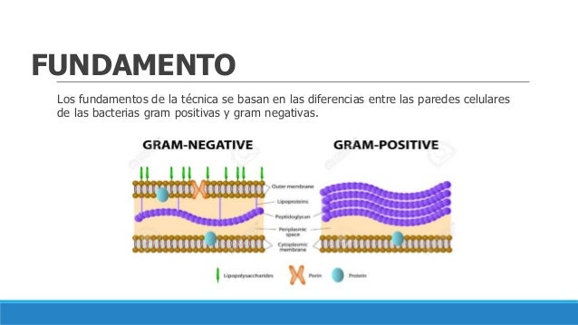 Tincion de gram