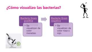 El cristal violeta
penetra en todas
las células
bacterianas a
través de la pared
bacteriana.
El Lugol actúa de
mordiente, ...