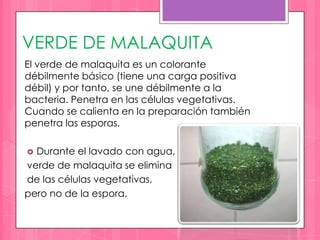 VERDE DE MALAQUITA
El verde de malaquita es un colorante
débilmente básico (tiene una carga positiva
débil) y por tanto, se une débilmente a la
bacteria. Penetra en las células vegetativas.
Cuando se calienta en la preparación también
penetra las esporas.

 Durante el lavado con agua,
verde de malaquita se elimina
de las células vegetativas,
pero no de la espora.
 