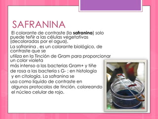 SAFRANINA
 El colorante de contraste (la safranina) solo
puede teñir a las células vegetativas
(decoloradas por el agua).
La safranina , es un colorante biológico, de
contraste que se
utiliza en la Tinción de Gram para proporcionar
un color violeta
más intenso a las bacterias Gram+ y tiñe
de rosa a las bacteria s G- ; en histología
 y en citología. La safranina se
usa como líquido de contraste en
 algunos protocolos de tinción, coloreando
 el núcleo celular de rojo.
 