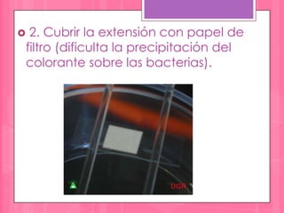 2. Cubrir la extensión con papel de
filtro (dificulta la precipitación del
colorante sobre las bacterias).
 