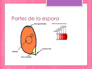 Partes de la espora
 