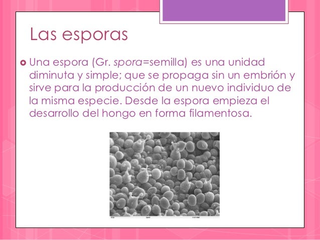 formacion de endosporas pdf