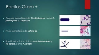 Bacilos Gram +


Gruesos: forma típica de Clostridium sp, como C.
perfringens, C. septicum



Finos: forma típica de Listeria sp



Ramificados: forma típica de Actinomycetes y
Nocardia, como A. israelii

 