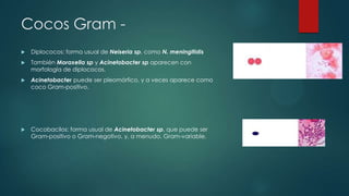 Cocos Gram 

Diplococos: forma usual de Neiseria sp, como N. meningitidis



También Moraxella sp y Acinetobacter sp aparecen con
morfología de diplococos.



Acinetobacter puede ser pleomórfico, y a veces aparece como
coco Gram-positivo.



Cocobacilos: forma usual de Acinetobacter sp, que puede ser
Gram-positivo o Gram-negativo, y, a menudo, Gram-variable.

 