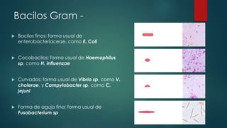Bacilos Gram 

Bacilos finos: forma usual de
enterobacteriaceae, como E. Coli



Cocobacilos: forma usual de Haemophilus
sp, como H. influenzae



Curvados: forma usual de Vibrio sp, como V.
cholerae, y Campylobacter sp, como C.
jejuni



Forma de aguja fina: forma usual de
Fusobacterium sp

 