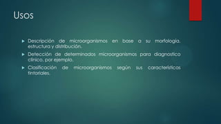 Usos


Descripción de microorganismos en base a su morfología,
estructura y distribución.



Detección de determinados microorganismos para diagnostico
clínico, por ejemplo.



Clasificación
tintoriales.

de

microorganismos

según

sus

características

 