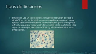 Tipos de tinciones


Simples: se usa un solo colorante disuelto en solución acuosa o
alcohólica, y se suplementan con un mordiente para una mejor
fijación del colorante además de aumentar el grosor de algunas
estructuras para su mejor visión. Sirven para ver la morfología y las
agrupaciones que forman los microorganismos entre ellos y con
otras células.

B.Fany. http://microbiologiavip.blogspot.mx/2012/02/tinciones.html 2013.
Imagen: Tinción simple con azul de metileno. Quirino Cristobal, Luis Armando. http://kirino12.blogspot.mx/2009/05/tarea-no3.html. 13 de mayo de 2009.

 