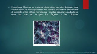 

Específicas: Mientras las tinciones diferenciales permiten distinguir entre
distintos tipos de microorganismos, las tinciones específicas incrementan
el contraste en las células microbianas y revelan estructuras particulares,
entre las que se incluyen los flagelos y las cápsulas.

Flores, Yazz. http://realisaciondeanalisis.blogspot.mx/2012/06/tinciones-usadas-en-microbiologia.html. 5 de junio de 2012.

 