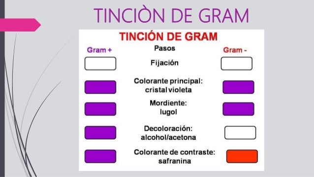 Tinciones de GRAM y ZIEHL NEELSEN