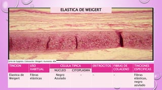 Tinciones Histologicas.pptx