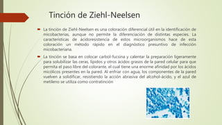 Tinción de Ziehl-Neelsen
 La tinción de Ziehl-Neelsen es una coloración diferencial útil en la identificación de
micobact...