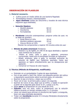 7
OBSERVACIÓN DE FLAGELOS
1. Material necesario.
• Cultivo joven en medio sólido de una bacteria flagelada
• Portaobjetos limpios y desengrasados
• Agua destilada (todas las soluciones y lavados de esta técnica
requieren agua destilada)
• Solución fijadora:
o Alcohol absoluto 60 ml
o Cloroformo 30 ml
o Formaldehído 10 ml
• Mordiente (solución extemporánea: preparar antes de usar; no
se debe de guardar)
o Ácido tánico al 10% 10 ml
o Alumbre potásico saturado 10 ml
o Cloruro férrico al 10% 1 ml
Mezclar los componentes y esperar 30 minutos antes de usar
• Nitrato de plata amoniacal (Fontana):
o Disolver 5 g de AgNO3 en 100 ml de agua destilada y separar
unos mililitros de la solución
o Añadir al resto, gota a gota y agitando, amoniaco
concentrado, hasta que el precipitado formado se redisuelva.
o Añadir entonces, gota a gota, la cantidad suficiente de
solución de AgNO3 que habíamos apartado, hasta que
aparezca un ligero enturbiamiento que no desaparezca por
agitación.
o Conservar en frascos de color topacio.
2. Técnica (Método de Kirkpatrick, modificado).
• Extender en un portaobjetos 3 gotas de agua destilada.
• Con el asa estéril y bien fría, tomar una pequeña porción del cultivo
y depositarlo suavemente sobre la primera gota, sin extender.
• Quemar el asa a la llama, y dejar que se enfríe.
• Tocar con el asa la primera gota y pasar a la segunda.
• Quemar de nuevo el asa, dejar que se enfríe, y repetir la operación
a partir de la segunda gota (tocar la 2ª, y pasar a la 3ª).
• Dejar secar la preparación en una estufa de 37ºC.
• Fijación: Una vez seca, cubrir la preparación con la solución
fijadora durante un tiempo variable entre 1 y 3 minutos.
• Lavar con etanol para eliminar el cloroformo del fijador y enseguida,
lavar con agua destilada abundante.
• Tratar con mordiente durante 4-5 minutos filtrándolo directamente
sobre la preparación.
 