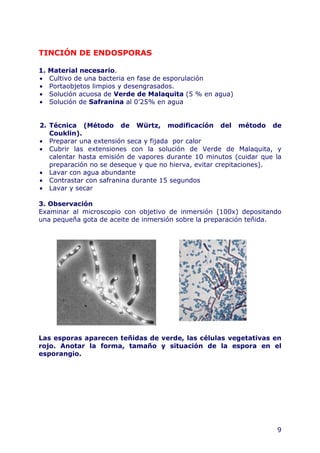 9
TINCIÓN DE ENDOSPORAS
1. Material necesario.
• Cultivo de una bacteria en fase de esporulación
• Portaobjetos limpios y desengrasados.
• Solución acuosa de Verde de Malaquita (5 % en agua)
• Solución de Safranina al 0’25% en agua
2. Técnica (Método de Würtz, modificacíón del método de
Couklin).
• Preparar una extensión seca y fijada por calor
• Cubrir las extensiones con la solución de Verde de Malaquita, y
calentar hasta emisión de vapores durante 10 minutos (cuidar que la
preparación no se deseque y que no hierva, evitar crepitaciones).
• Lavar con agua abundante
• Contrastar con safranina durante 15 segundos
• Lavar y secar
3. Observación
Examinar al microscopio con objetivo de inmersión (100x) depositando
una pequeña gota de aceite de inmersión sobre la preparación teñida.
Las esporas aparecen teñidas de verde, las células vegetativas en
rojo. Anotar la forma, tamaño y situación de la espora en el
esporangio.
 