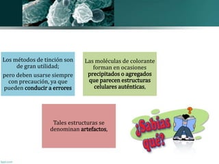 Los métodos de tinción son 
de gran utilidad; 
pero deben usarse siempre 
con precaución, ya que 
pueden conducir a errores 
Las moléculas de colorante 
forman en ocasiones 
precipitados o agregados 
que parecen estructuras 
celulares auténticas, 
Tales estructuras se 
denominan artefactos, 
 