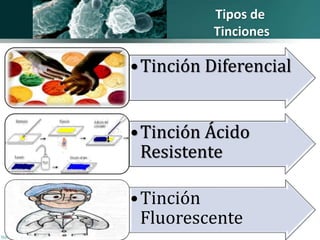 Tipos de 
Tinciones 
•Tinción Diferencial 
•Tinción Ácido 
Resistente 
•Tinción 
Fluorescente 
 