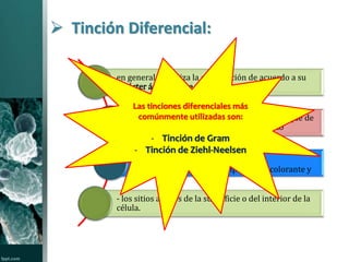  Tinción Diferencial: 
en general se utiliza la clasificación de acuerdo a su 
carácter ácido – base. 
Las tinciones diferenciales más 
comúnmente utilizadas son: 
Es decir: ácidos, bases o neutros, debido a que de 
esto depende mucho su comportamiento 
- Tinción de Gram 
- Tinción de Ziehl-Neelsen 
La coloración se da de acuerdo con: 
- la acción de los iones complejos del colorante y 
- los sitios activos de la superficie o del interior de la 
célula. 
 