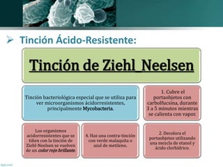  Tinción Ácido-Resistente: 
Tinción de Ziehl_Neelsen 
Tinción bacteriológica especial que se utiliza para 
ver microorganismos ácidorresistentes, 
principalmente Mycobacteria. 
Los organismos 
acidorresistentes que se 
tiñen con la tinción de 
Ziehl-Neelsen se vuelven 
de un color rojo brillante. 
4. Haz una contra-tinción 
con verde malaquita o 
azul de metileno. 
1. Cubre el 
portaobjetos con 
carbolfucsina, durante 
3 a 5 minutos mientras 
se calienta con vapor. 
2. Decolora el 
portaobjetos utilizando 
una mezcla de etanol y 
ácido clorhídrico. 
 