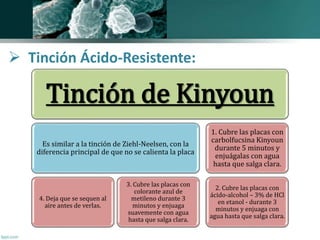 Tinción de Kinyoun 
Es similar a la tinción de Ziehl-Neelsen, con la 
diferencia principal de que no se calienta la placa 
4. Deja que se sequen al 
aire antes de verlas. 
3. Cubre las placas con 
colorante azul de 
metileno durante 3 
minutos y enjuaga 
suavemente con agua 
hasta que salga clara. 
1. Cubre las placas con 
carbolfucsina Kinyoun 
durante 5 minutos y 
enjuágalas con agua 
hasta que salga clara. 
2. Cubre las placas con 
ácido-alcohol – 3% de HCl 
en etanol - durante 3 
minutos y enjuaga con 
agua hasta que salga clara. 
 Tinción Ácido-Resistente: 
 