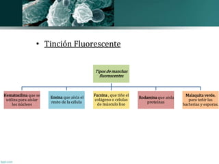 • Tinción Fluorescente 
Tipos de manchas 
fluorescentes 
Hematoxilina que se 
utiliza para aislar 
los núcleos 
Eosina que aísla el 
resto de la célula 
Fucsina , que tiñe el 
colágeno o células 
de músculo liso 
Rodamina que aísla 
proteínas 
Malaquita verde, 
para teñir las 
bacterias y esporas. 
 