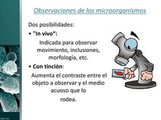 Observaciones de los microorganismos 
Dos posibilidades: 
• "In vivo“: 
Indicada para observar 
movimiento, inclusiones, 
morfología, etc. 
• Con tinción: 
Aumenta el contraste entre el 
objeto a observar y el medio 
acuoso que lo 
rodea. 
 