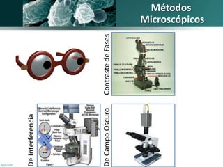De Interferencia 
De Campo Oscuro Contraste de Fases 
Métodos 
Microscópicos 
 