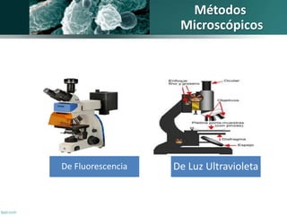 Métodos 
Microscópicos 
De Fluorescencia De Luz Ultravioleta 
 