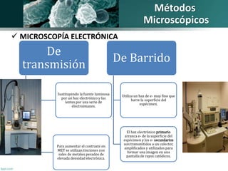  MICROSCOPÍA ELECTRÓNICA 
De 
transmisión 
Sustituyendo la fuente luminosa 
por un haz electrónico y las 
lentes por una serie de 
electroimanes. 
Para aumentar el contraste en 
MET se utilizan tinciones con 
sales de metales pesados de 
elevada densidad electrónica. 
Métodos 
Microscópicos 
De Barrido 
Utiliza un haz de e- muy fino que 
barre la superficie del 
espécimen. 
El haz electrónico primario 
arranca e- de la superficie del 
espécimen y los e- secundarios 
son transmitidos a un colector, 
amplificados y utilizados para 
formar una imagen en una 
pantalla de rayos catódicos. 
 