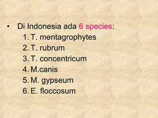 • Di Indonesia ada 6 species:
1. T. mentagrophytes
2. T. rubrum
3. T. concentricum
4. M.canis
5. M. gypseum
6. E. floccosum
 