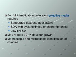 For full identification culture   on  selective media  required  Sabouraud dextrose agar (SDA) SDA with cycloheximide or chloramphenicol Low pH 5.0 May require  10-14  days for growth Macroscopic and microscopic identification of colonies 