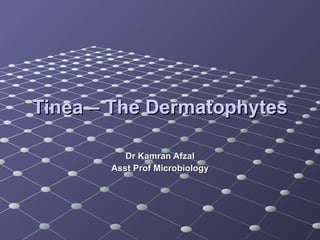 Tinea – The Dermatophytes Dr Kamran Afzal Asst Prof Microbiology 