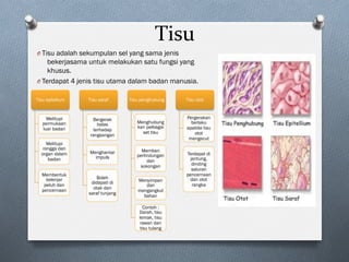 Tisu	
O Tisu adalah sekumpulan sel yang sama jenis
bekerjasama untuk melakukan satu fungsi yang
khusus.
O Terdapat 4 jenis tisu utama dalam badan manusia.
Tisu epitelium
Melitupi
permukaan
luar badan
Melitupi
rongga dan
organ dalam
badan
Membentuk
kelenjar
peluh dan
pencernaan
Tisu saraf
Bergerak
balas
terhadap
rangsangan
Menghantar
impuls
Boleh
didapati di
otak dan
saraf tunjang
Tisu penghubung
Menghubung
kan pelbagai
set tisu
Memberi
perlindungan
dan
sokongan
Menyimpan
dan
mengangkut
bahan
Contoh :
Darah, tisu
lemak, tisu
rawan dan
tisu tulang
Tisu otot
Pergerakan
berlaku
apabila tisu
otot
mengecut
Terdapat di
jantung,
dinding
saluran
pencernaan
dan otot
rangka
 